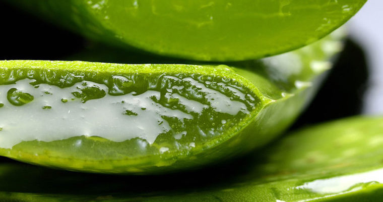 Aloe vera