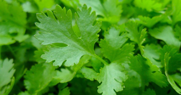 parsley leaves