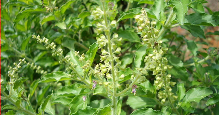 tulsi